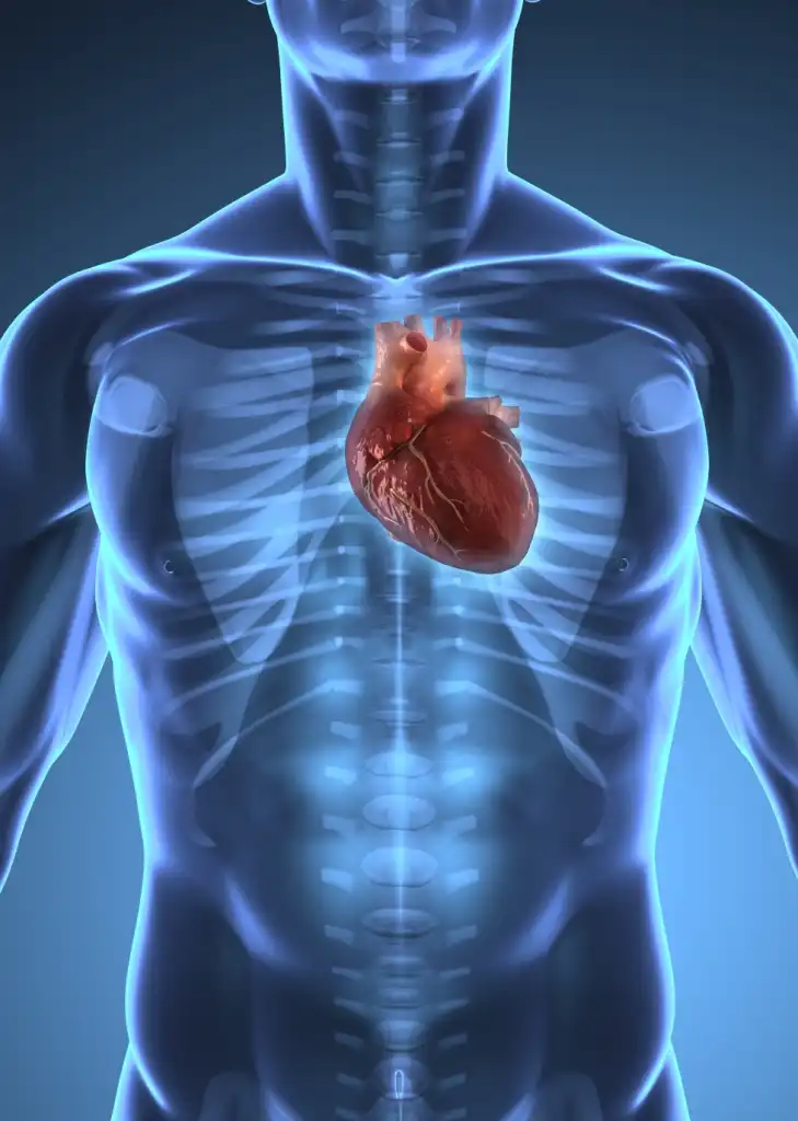 How Can Calcium Carbonate Powder Benefit Cardiovascular Health?