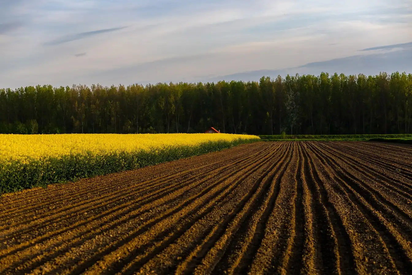 Biodegradation Mechanisms of Polyacrylamide Powder in Agricultural Soils