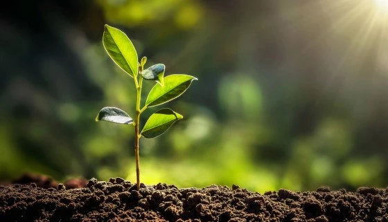 Effects on Soil Microorganisms and Plant Growth