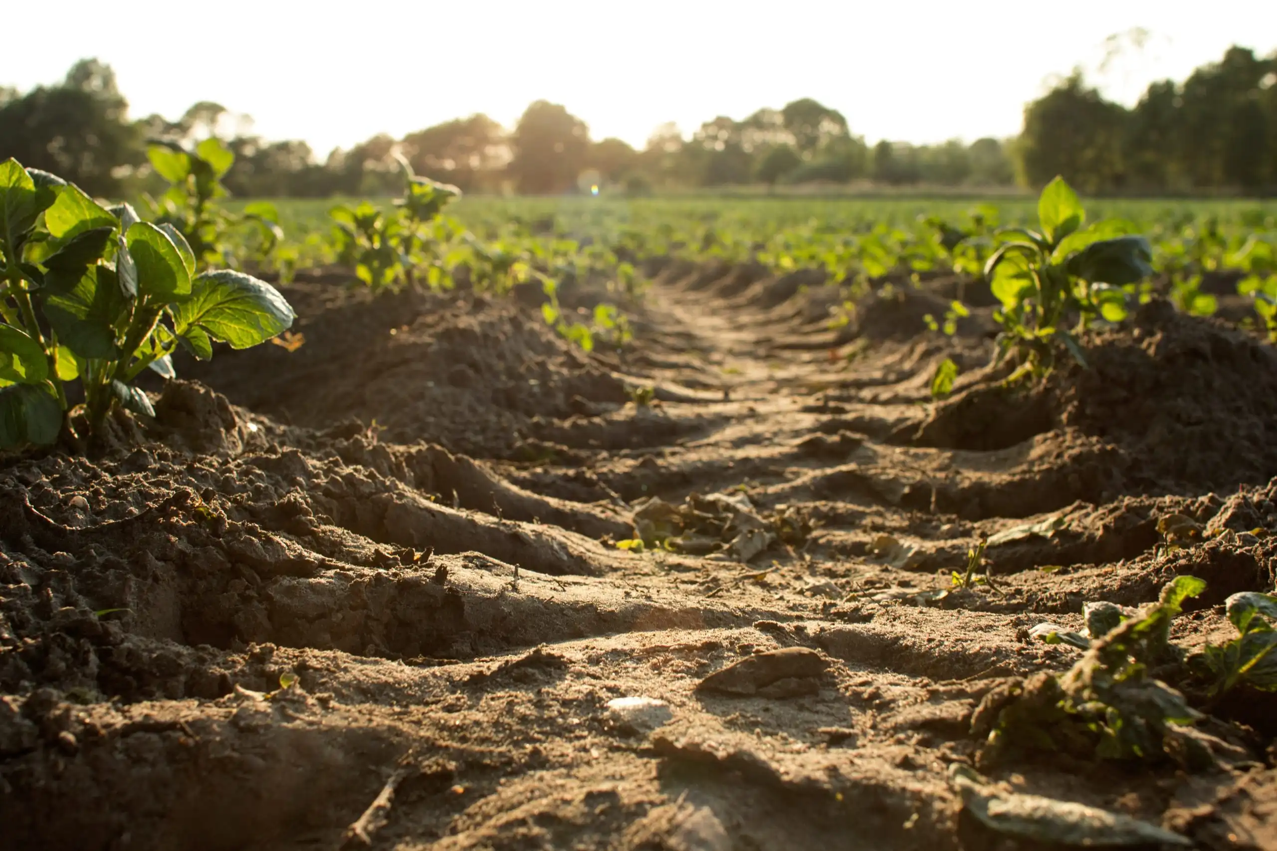 Soil Contamination Assessment